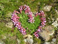 139-Blumenherz-zwischen-den-Felsen